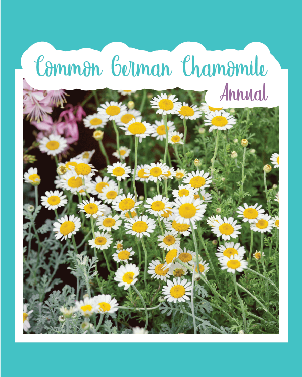 Common German Chamomile