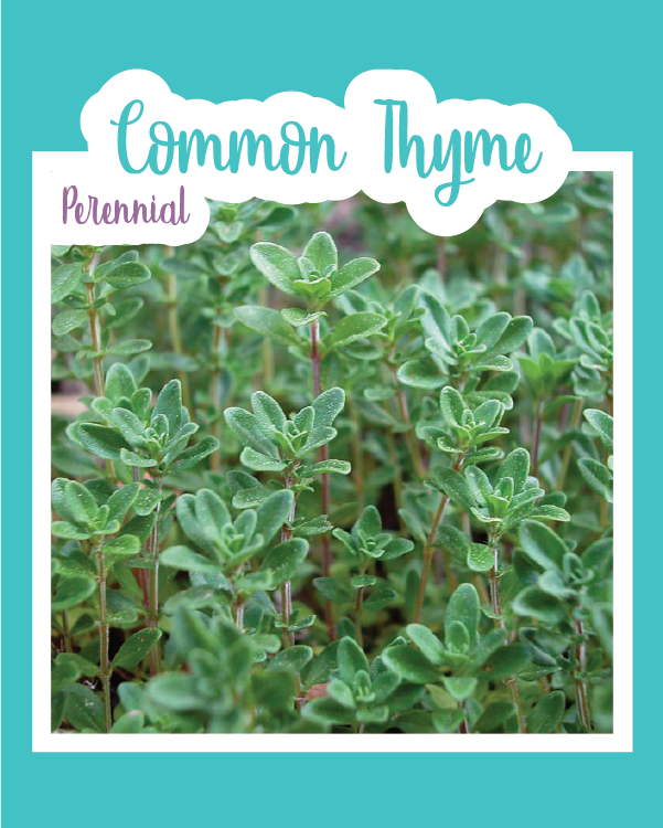 Common Thyme