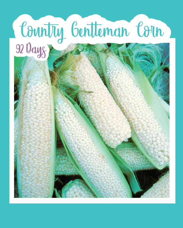 Country Gentleman Corn