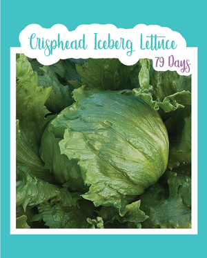 Crisphead Iceberg Lettuce