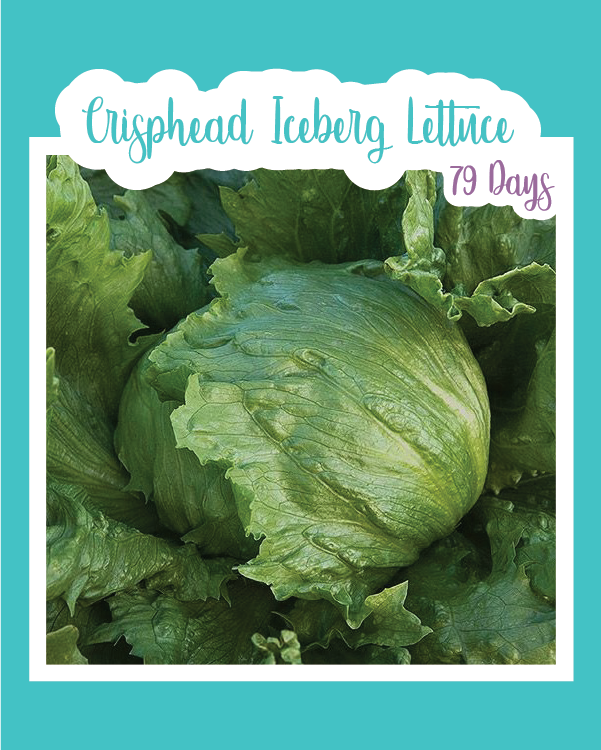 How to Keep Iceberg Lettuce CRISP!!