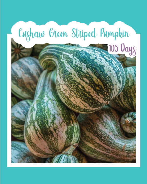 Cushaw Green Striped Pumpkin