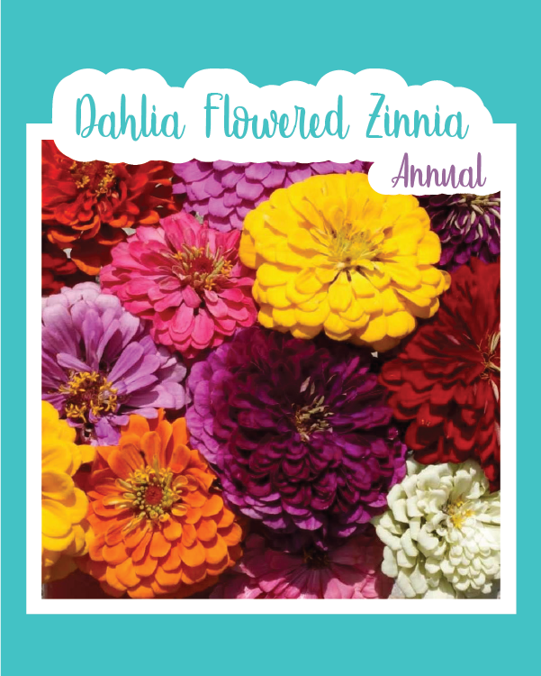 Dahlia Flowered Zinnia