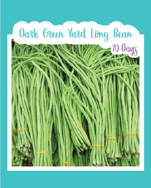 Dark Green Yard Long Bean