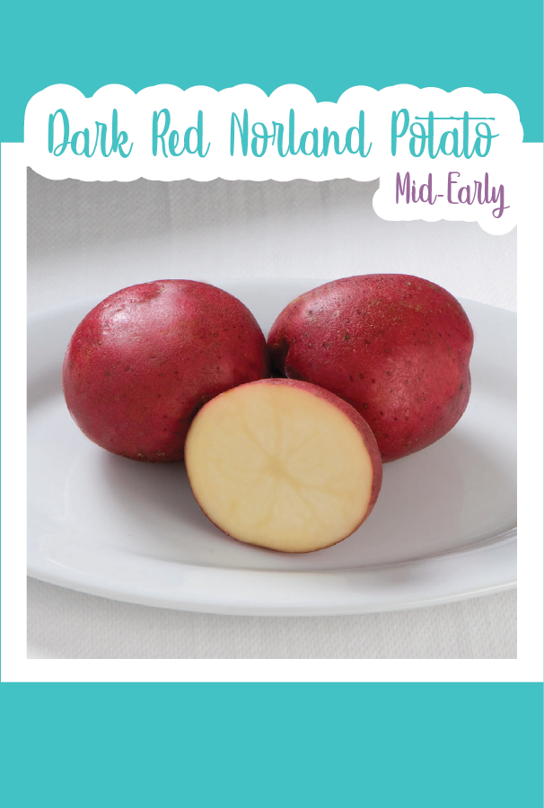 Organic Dark Red Norland Seed Potato (Mid-Early)