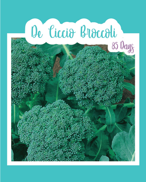 De Ciccio Broccoli