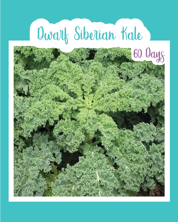 Dwarf Siberian Kale