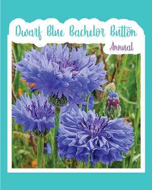Dwarf Blue Bachelor Button Cornflowers