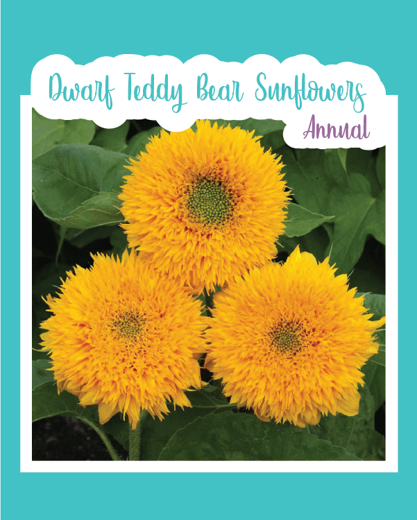Dwarf Teddy Bear Sunflower