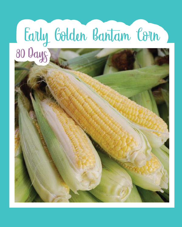 Early Golden Bantam Corn