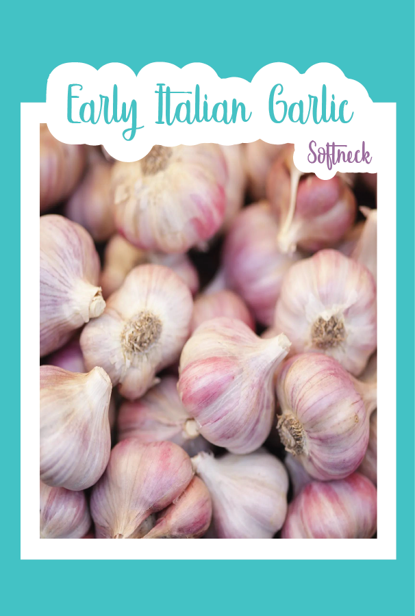 Organic Early Italian Garlic (Softneck)