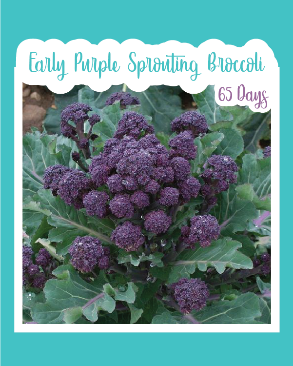 Early Purple Sprouting Broccoli