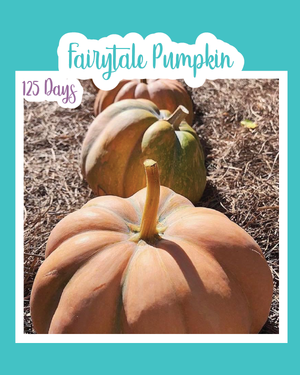 Fairytale Pumpkin