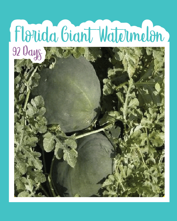 Florida Giant Watermelon