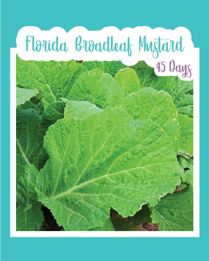 Florida Broadleaf Mustard