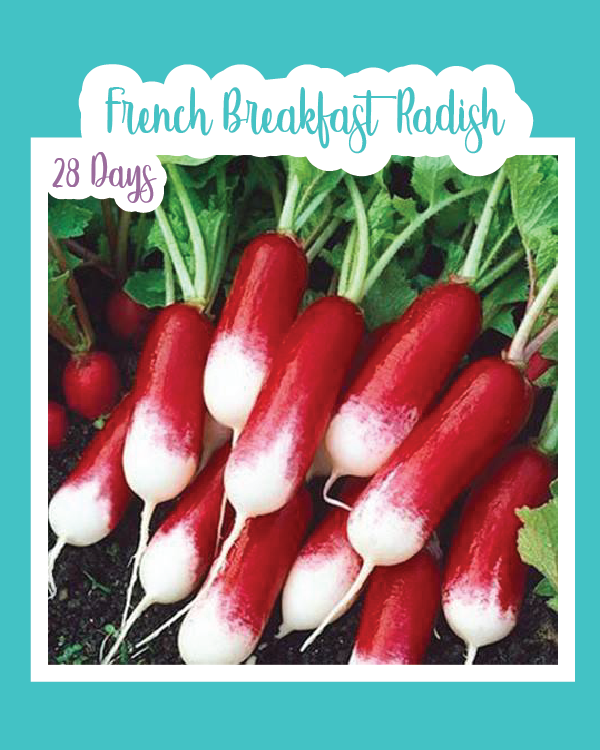 French Breakfast Radish