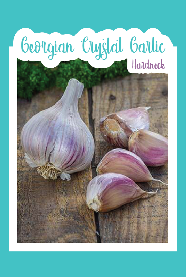 Organic Georgian Crystal Garlic (Hardneck)
