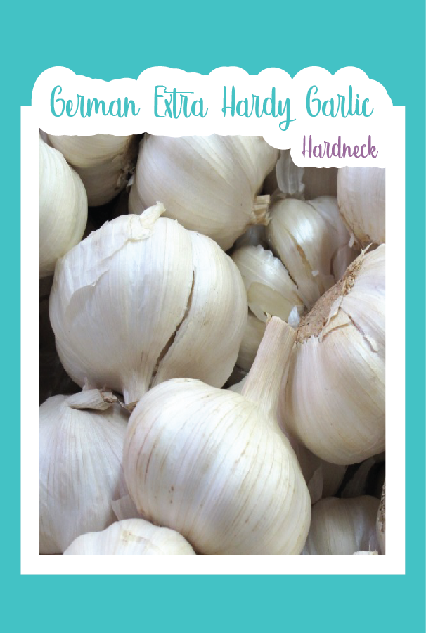 Organic German Extra Hardy Garlic (Hardneck)