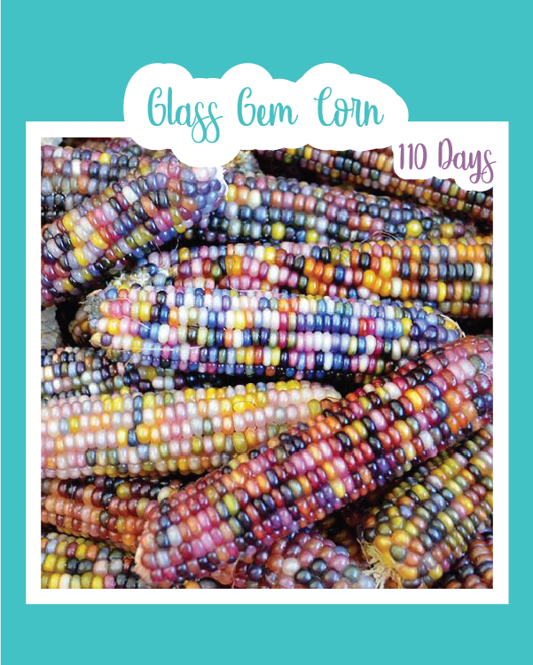 Glass Gem Corn