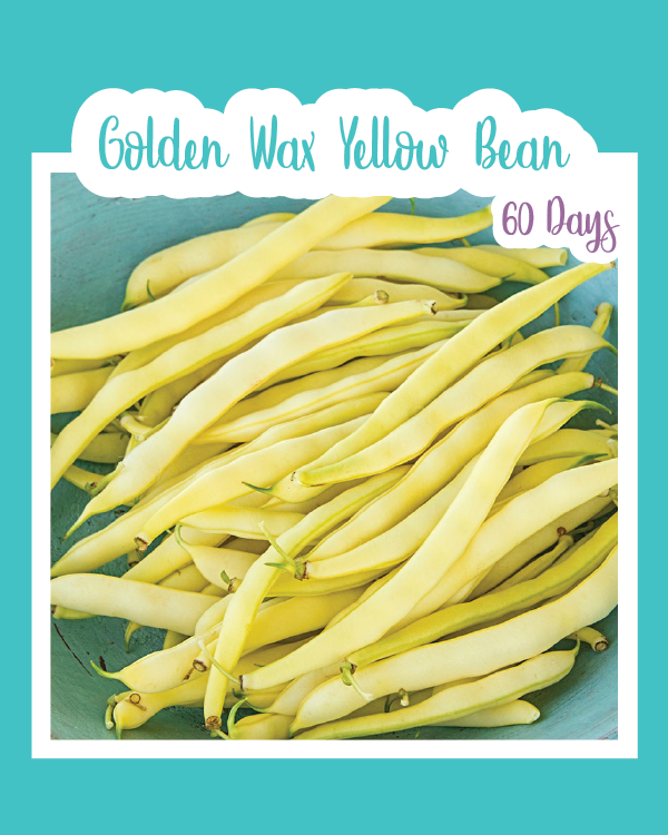Golden Wax Yellow Bush Bean