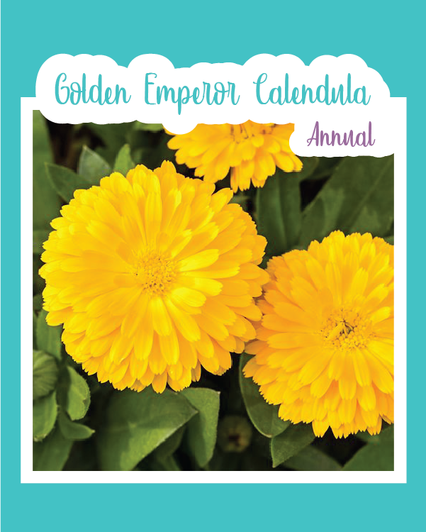 Golden Emperor Calendula