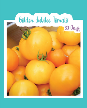 Golden Jubilee Tomato