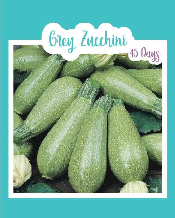 Grey Zucchini (Summer Squash)