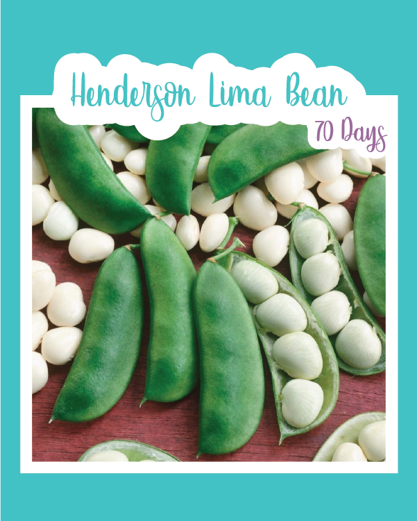 Henderson Lima Bean