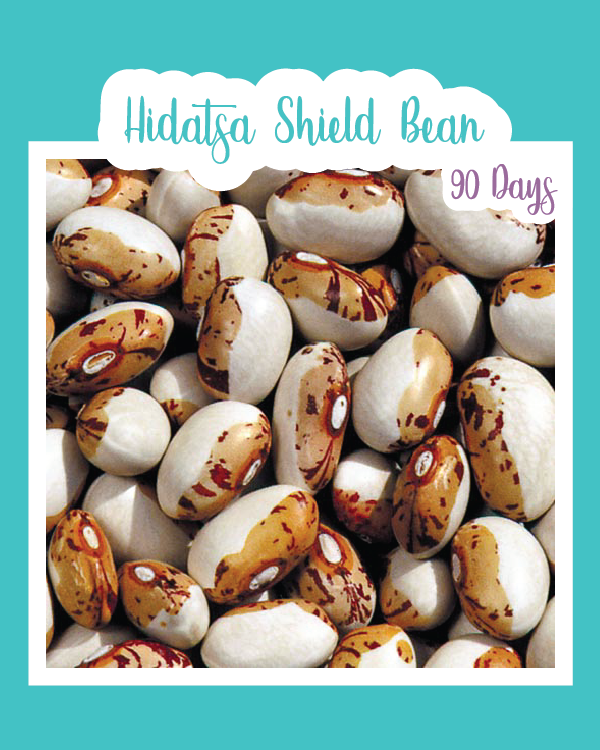 Hidatsa Shield Bean