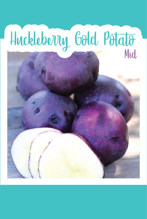 Organic Huckleberry Gold Seed Potato (Mid)