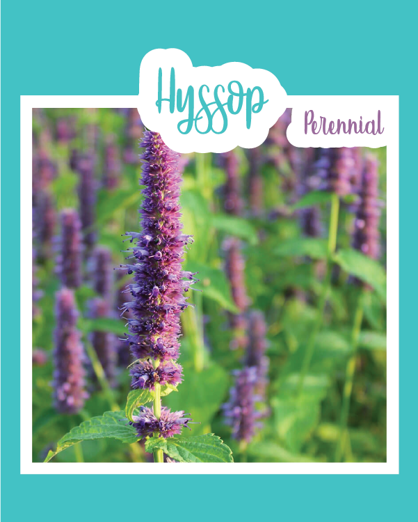 Hyssop