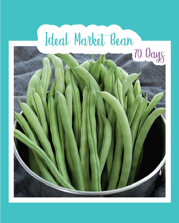 Ideal Market Bean
