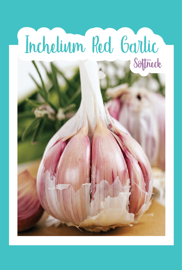 Organic Inchelium Red Garlic (Softneck)
