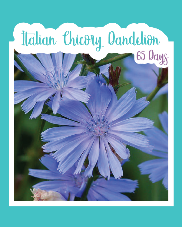 Italian Chicory Dandelion