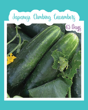 Japanese Climbing Cucumbers