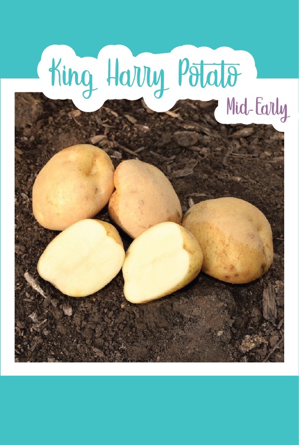 Organic King Harry Seed Potatoes (Mid-Early)