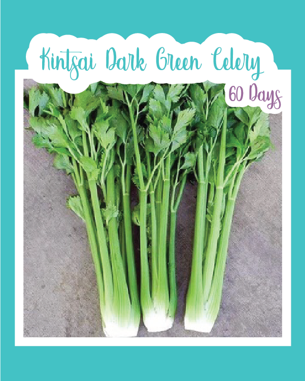 Kintsai Dark Green Celery