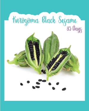 Kurogoma Black Sesame