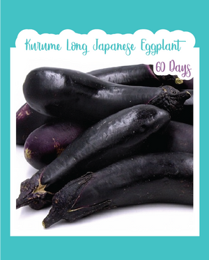 Kurume Long Japanese Eggplant