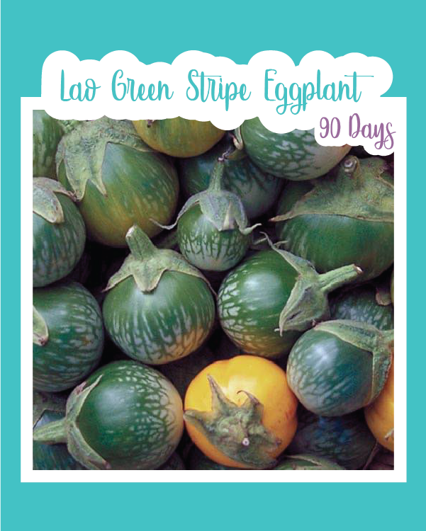 Lao Green Stripe Eggplant