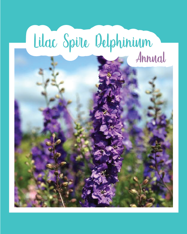 Lilac Spire Delphinium