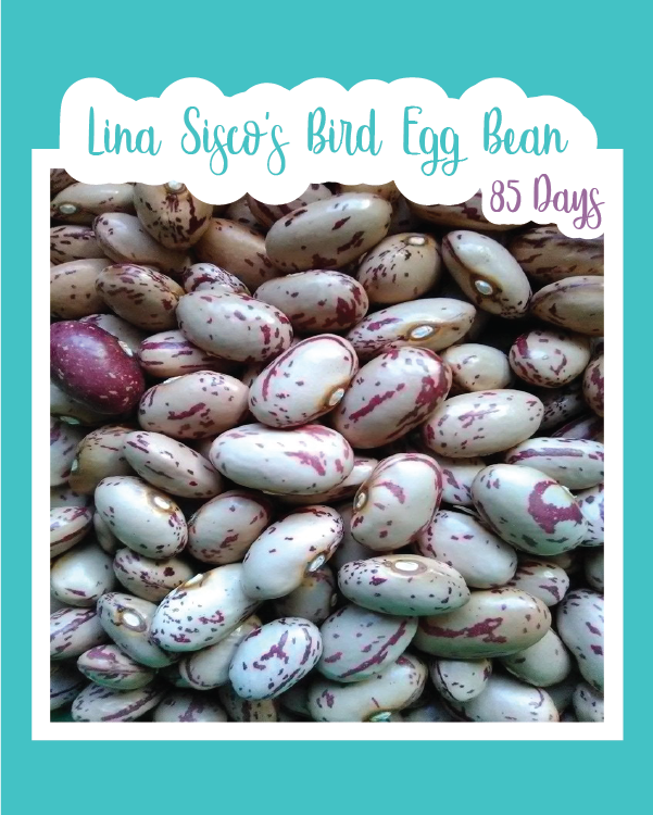 Lina Sisco's Bird Egg Bush Bean