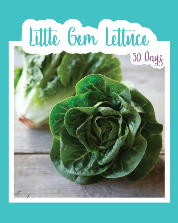 Lettuce - Little Gem Seeds