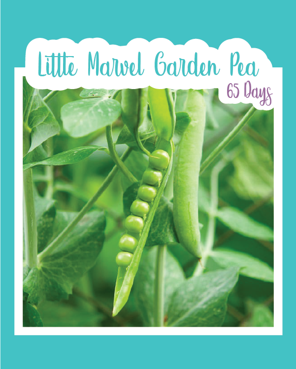 Little Marvel Garden Pea