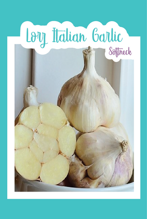 Organic Lorz Italian Garlic (Softneck)