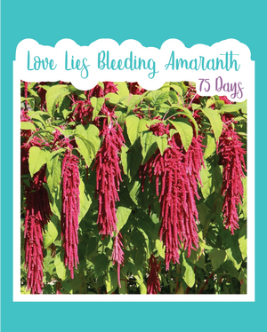 Love Lies Bleeding Amaranth