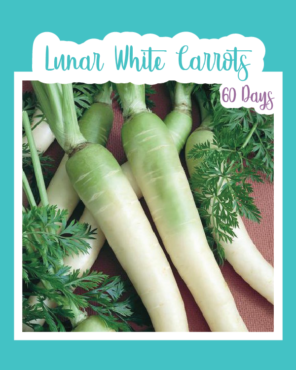 Lunar White Carrot