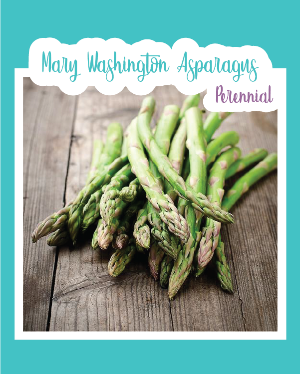Mary Washington Asparagus