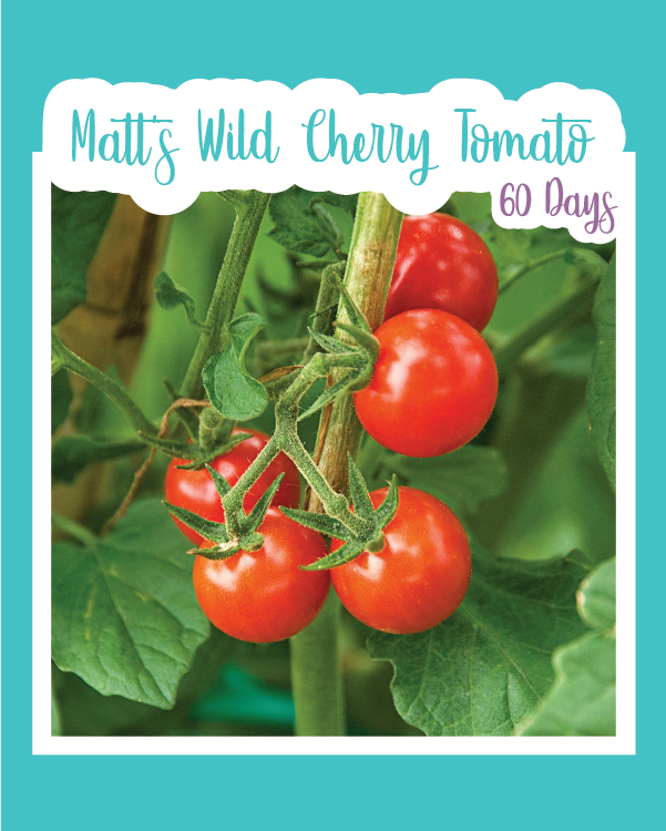 Matt's Wild Cherry Tomato
