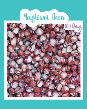 Mayflower Bean